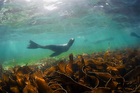 Elegance  Bering sea,Callorhinus ursinus,Commander island,Northern fur seal,Russia,Underwater