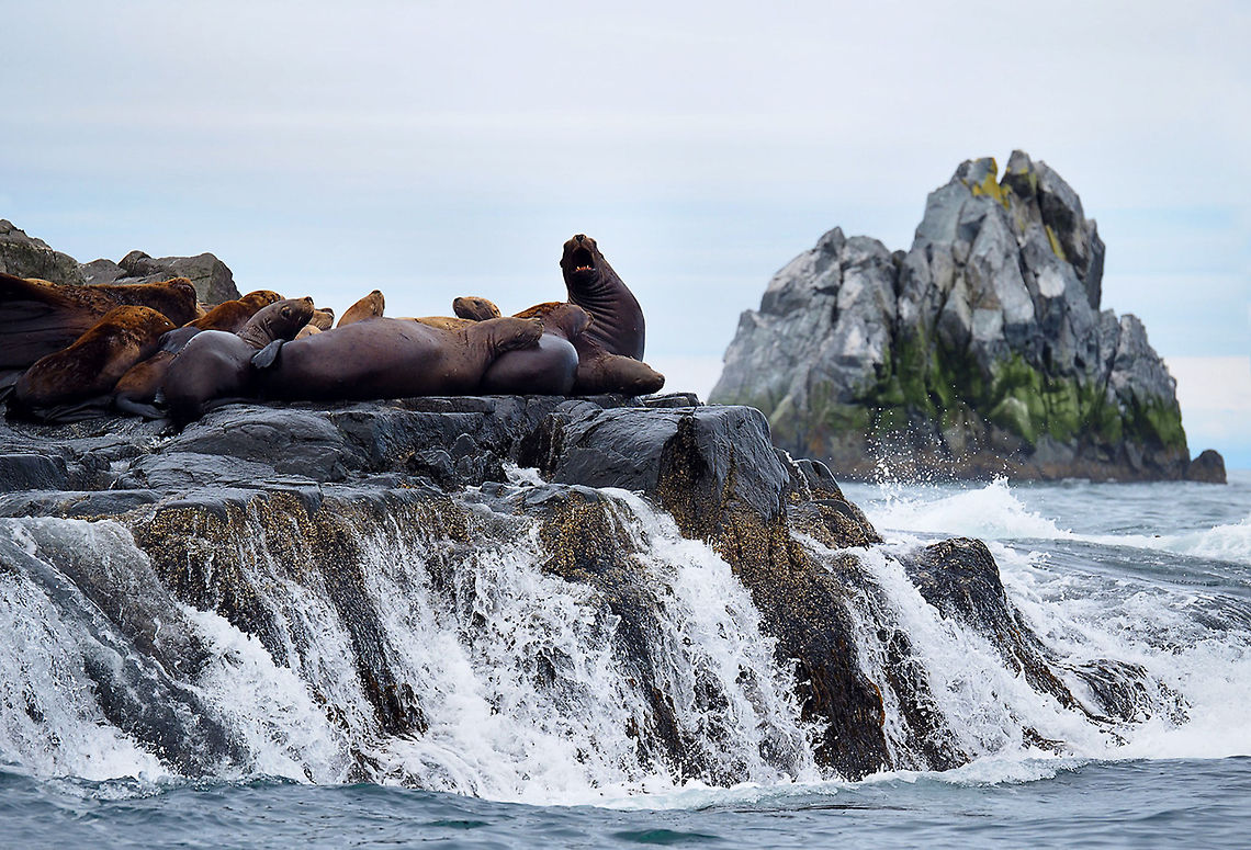 The Rock OLYMPUS DIGITAL CAMERA Bering sea,Eumetopias jubatus,Russia,Steller sea lion