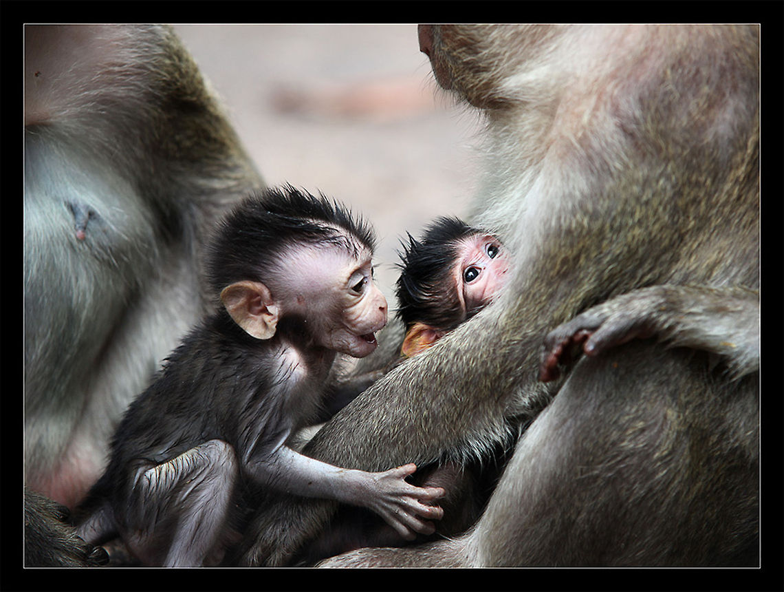 And me?!! Cambodia. Jungle Barbary Macaque,Cambodia,Macaca sylvanus,Macaque,Monkeys
