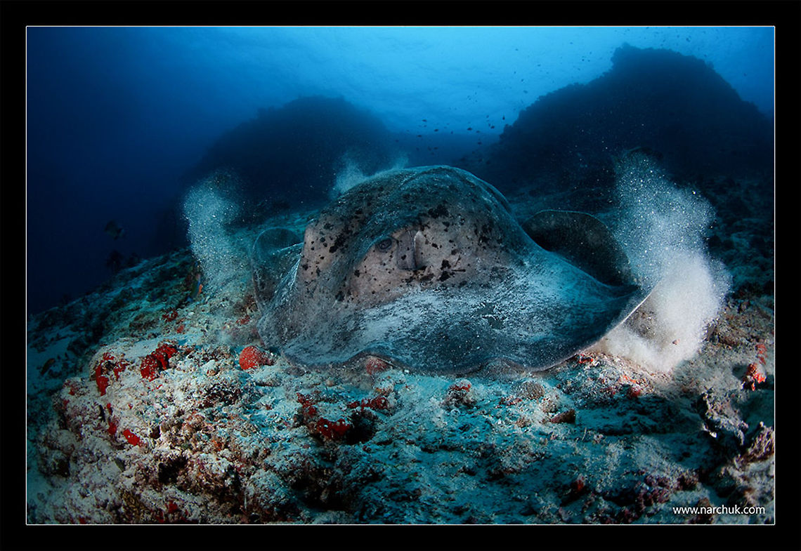 Giant Squid - Ignition  Round ribbontail ray,Stingray,Taeniura meyeni,Underwater,maldives,rays