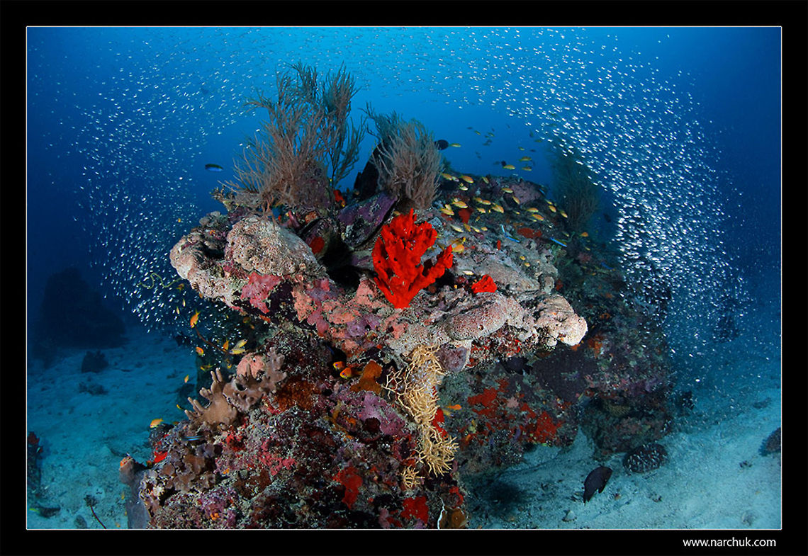 Reef scapes Small coral reef on sandy bottom. Maldives. Underwater,coral reef,maldives,school of fish