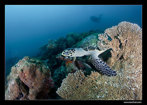 Sea Turtle on the side of the reef  Caretta caretta,Loggerhead sea turtle,Sea Turtle,Turtle,Underwater,coral reef,maldives