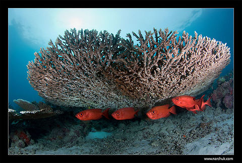 Red squad  Fish,Underwater,coral reef,maldives