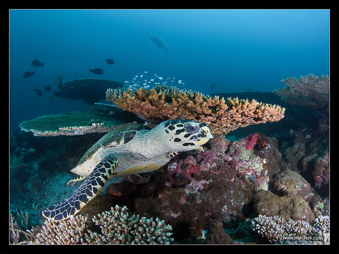 Reef life  Caretta caretta,Eretmochelys imbricata,Favia fragum,Hawksbill sea turtle,Loggerhead sea turtle,Sea Turtle,Turtle,Underwater,coral reef,endangered species,maldives