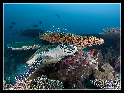 Reef life  Caretta caretta,Eretmochelys imbricata,Favia fragum,Hawksbill sea turtle,Loggerhead sea turtle,Sea Turtle,Turtle,Underwater,coral reef,endangered species,maldives