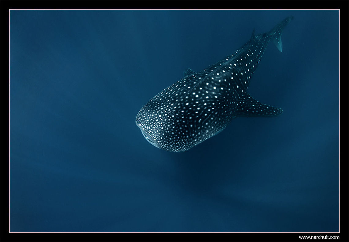 Whale Shark, the spirit of deep water  Blue,Rhincodon typus,Sea,Sharks,Underwater,Whale shark,deep,maldives,whale