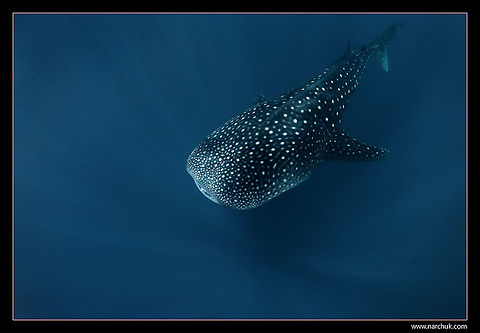 Whale Shark, the spirit of deep water  Blue,Rhincodon typus,Sea,Sharks,Underwater,Whale shark,deep,maldives,whale