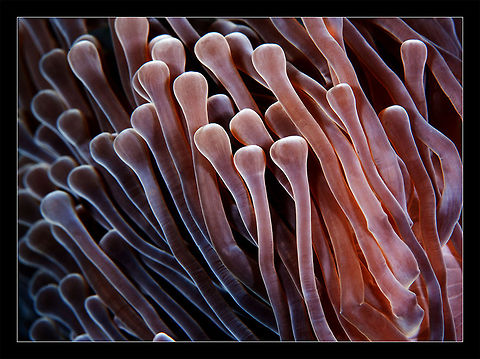 Fingers  Anemone,maldives,underwater