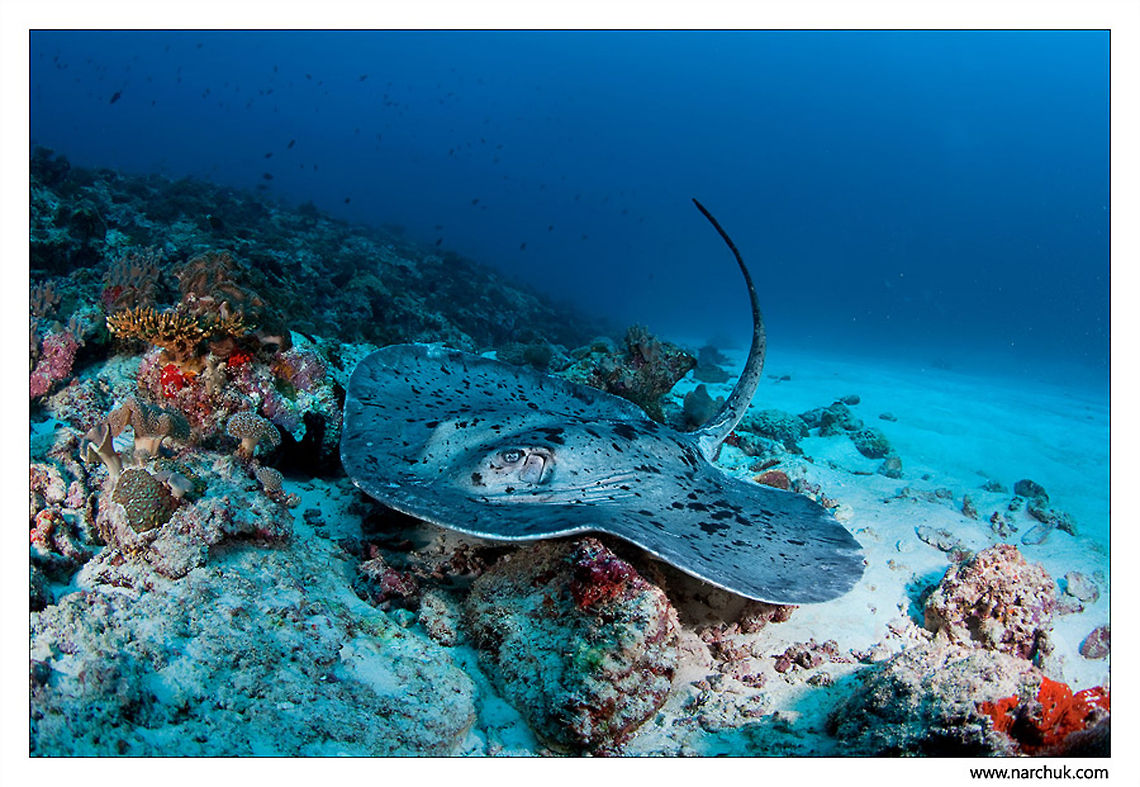 Stingray  Dasyatis americana,Round ribbontail ray,Southern stingray,Taeniura meyeni,Underwater,coral,dive,maldives,reef,sea,stingray