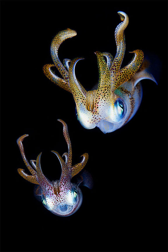 Invaders Red sea. Night dive.<br />
Two squid in dark water. Bigfin reef squid,Egypt,Red Sea,Sepioteuthis lessoniana,pair,portrait