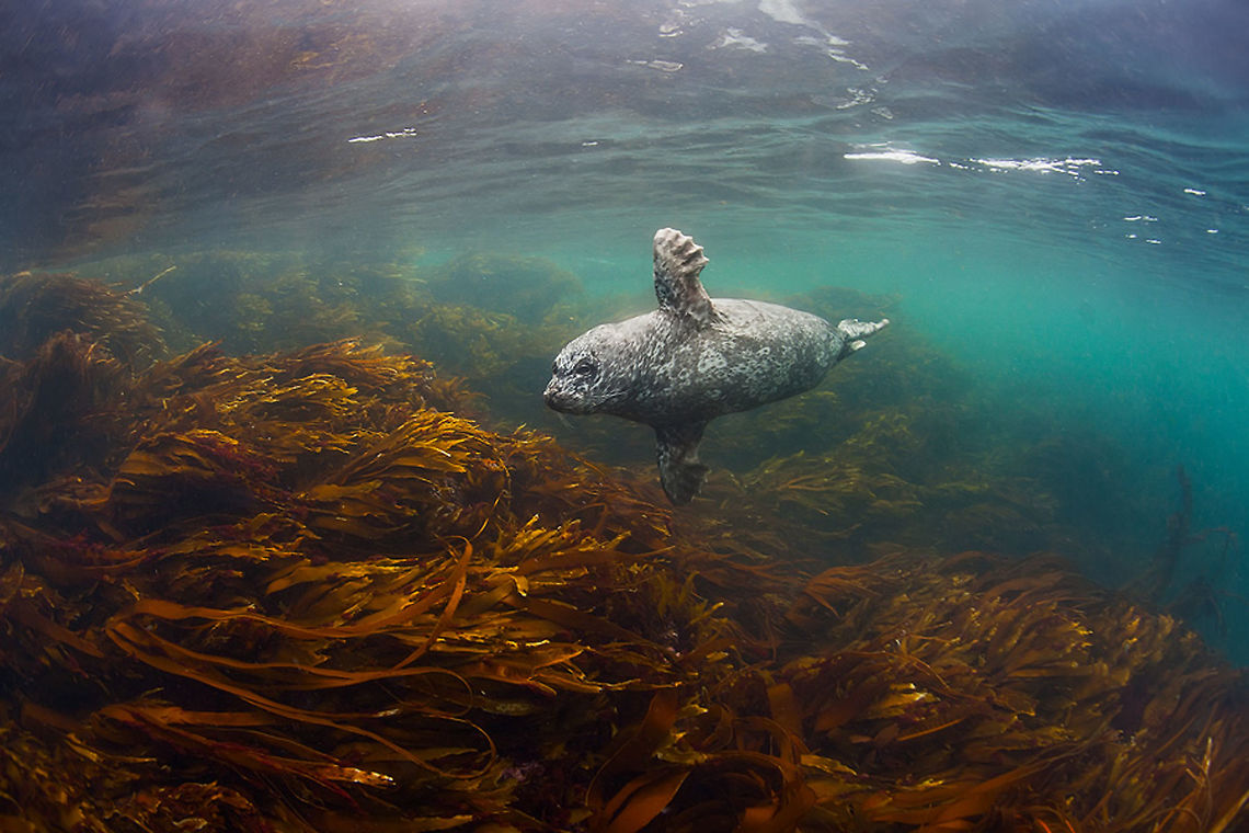 Little ghost Bering sea. Commander islands.<br />
Antur (islands seal)<br />
Phoca vitulina stejnegeri Bering sea,Geotagged,Harbor (common) seal,Insular seals,Phoca vitulina,Phoca vitulina stejnegeri,Russia,Seal,Summer,Underwater