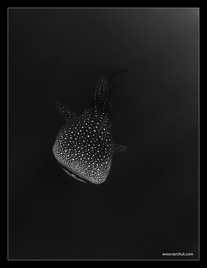 Deep point Whale shark. Maldives.  Rhincodon typus,Whale shark,black,diving,maldives,point,whale shark