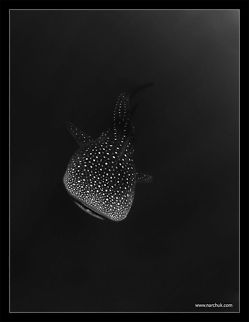 Deep point Whale shark. Maldives.  Rhincodon typus,Whale shark,black,diving,maldives,point,whale shark