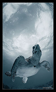 Elegy sea turtle. Maldives. Chelonia mydas,Green sea turtle,Sea Turtle,blue,sea,sky,underwater