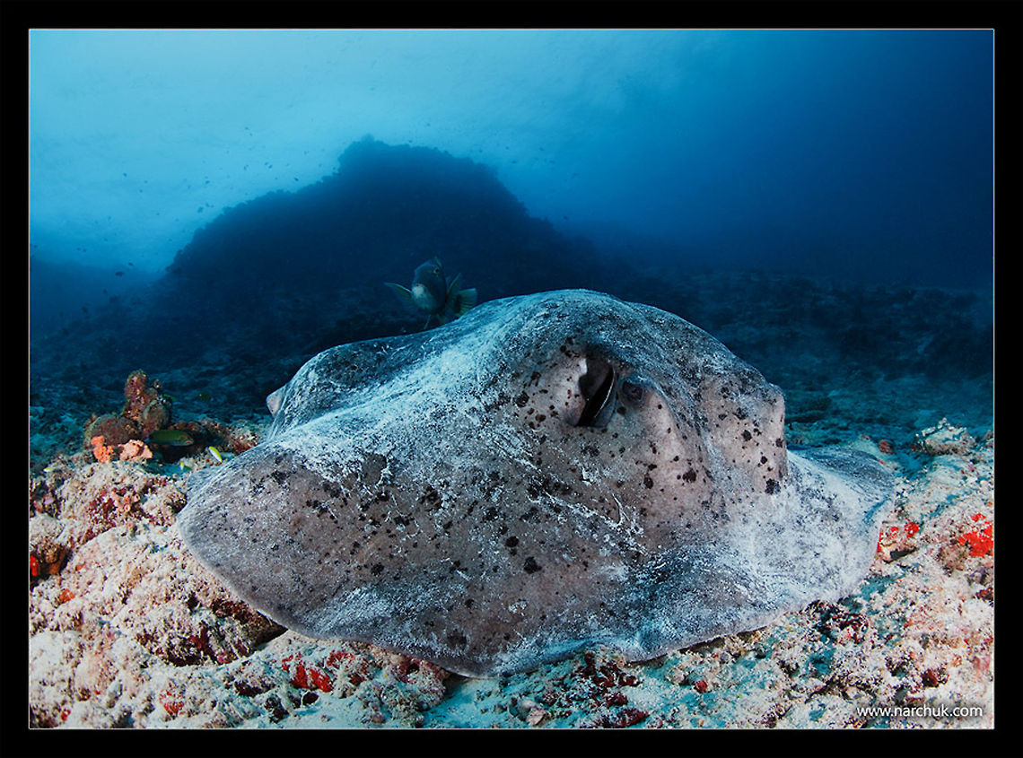 Big guy Huge stingray. Maldives Camouflage,Round ribbontail ray,Stingray,Taeniura meyeni,blue,maldives,rays,sea,underwater