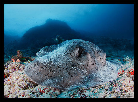 Big guy Huge stingray. Maldives Camouflage,Round ribbontail ray,Stingray,Taeniura meyeni,blue,maldives,rays,sea,underwater