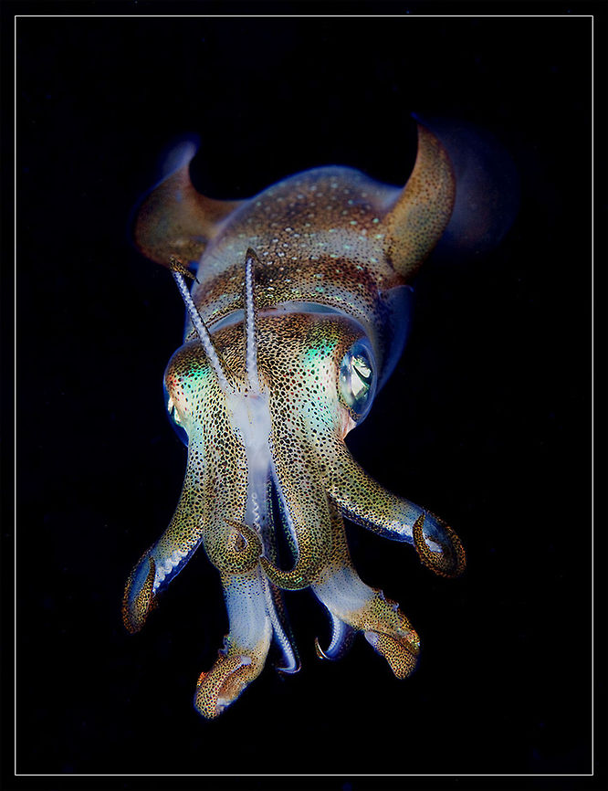 Reef squid Night dive at Dahab. Egypt. Bigfin reef squid,Sepioteuthis lessoniana,macro,portrait,red sea,squid