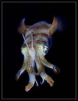Reef squid Night dive at Dahab. Egypt. Bigfin reef squid,Sepioteuthis lessoniana,macro,portrait,red sea,squid