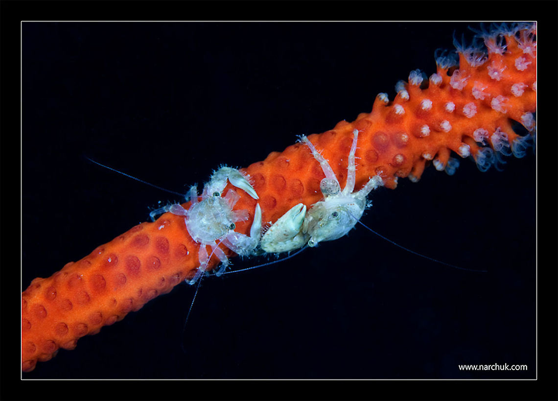 give smoke Cambodia underwater macro. pair of coral crabs Anthozoa,Cambodia,Night,blue,coral,crabs,opposition,underwater