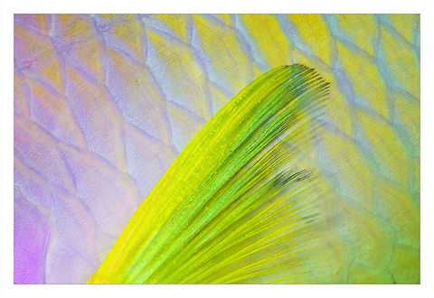 Parrotfish Fin Parrotfish fin. Night dive Sudan. ParrotFish,art,color,fin,fish,macro,red sea,scales,sudan
