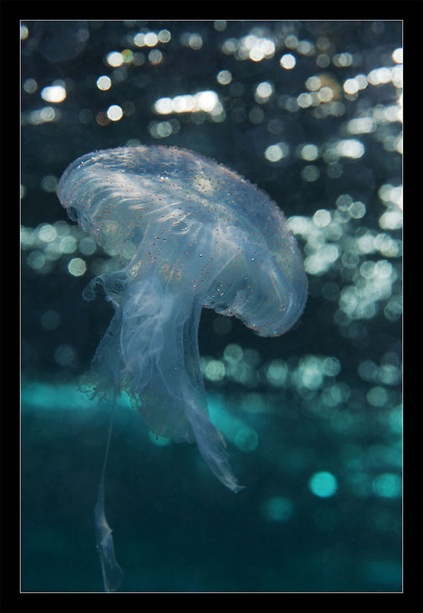 About sunbeams Jellyfish near surface. Red sea. Jellyfish,Red Sea,sea,serface,sun