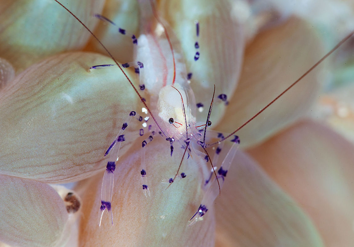 Dot-line West Papua (Indonesia)<br />
probably Vir philippinensis sp. Bubble coral shrimp,Coleman's Bubble Coral Shrimp,Vir colemani,Vir philippinensis,close up,shrimp,underwater,west papua