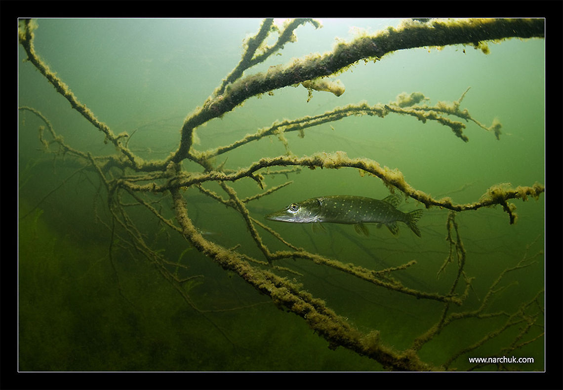 At ambush Russia underwater. Pike at ambush. <br />
Lake near Tver. Esox lucius,Northern pike (Esox lucius),Russia,green,lake,pike,sang,sweet water