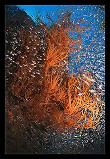 Burn Thailand. Safari to Similan islands. coral,fish,fish schools,orange,sea,thailand,water