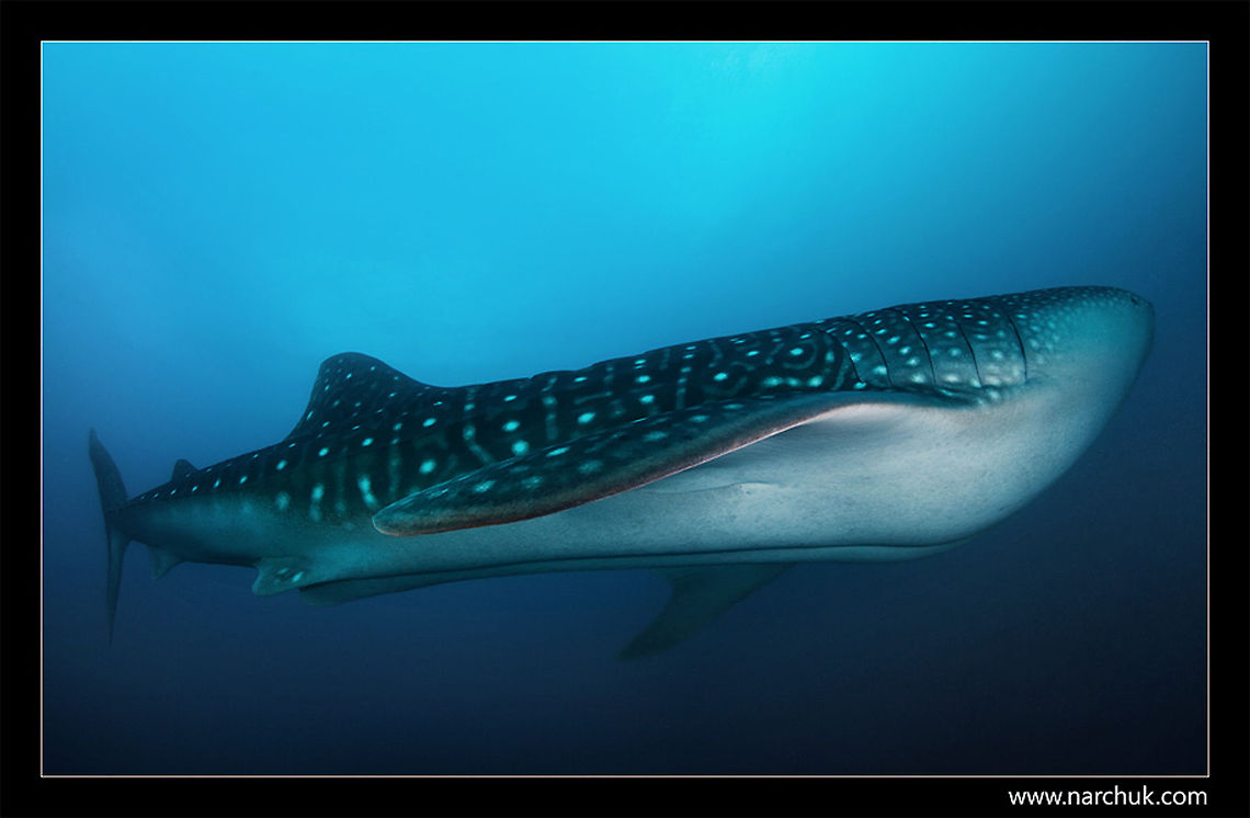 Submarine Maldives. 12m long whale shark Rhincodon typus,Sharks,Whale shark,blue,diving,maldives,sea,whale shark
