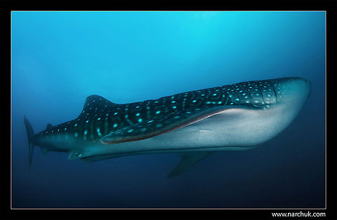Submarine Maldives. 12m long whale shark Rhincodon typus,Sharks,Whale shark,blue,diving,maldives,sea,whale shark