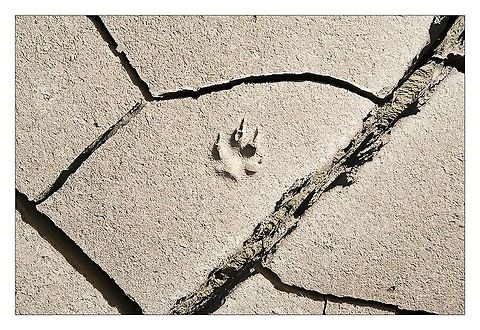 One step red fox step at Sinai desert Desert,Footprint,Red Fox,Vulpes vulpes,crack,fox,step
