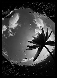 Galaxy Water Lily in one of Russian lakes Russia,black,lake,lily,sweet,water