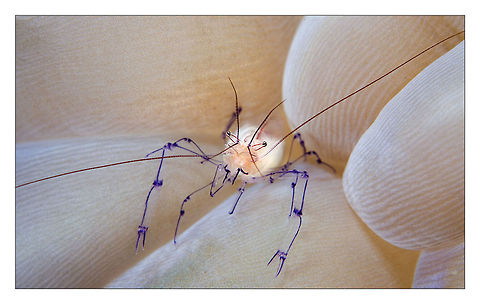 Dotted line Small bubble coral shrimp(Vir philippinensis) 
Indonesia, Lembeh Bubble coral shrimp,Coleman's Bubble Coral Shrimp,Indonesia,Macro,Philippines,Vir colemani,Vir philippinensis,bubble,coral,shrimp,underwater