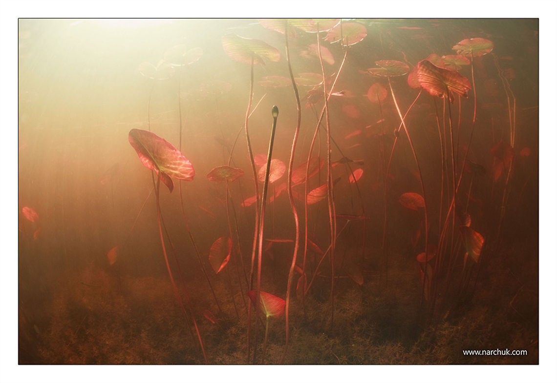 Line's world Spring comes to one of Russian lakes Russia,fresh,lake,lily,water