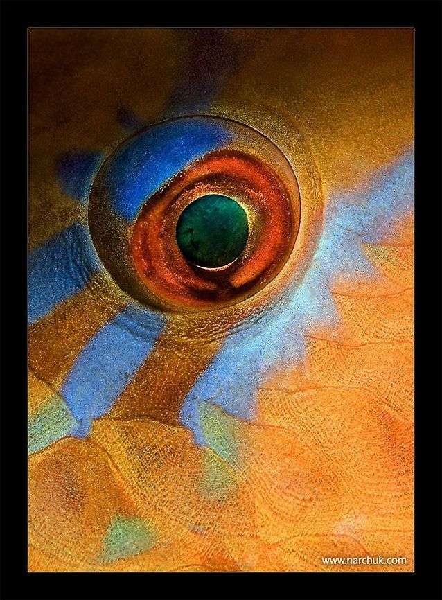Make up Parrot-fish eye. Underwater macro. Sipadan, Mabul Mabul,Scaridae,Sipadan,art,color,eye,fish,macro,parrotfish,underwater