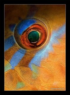 Make up Parrot-fish eye. Underwater macro. Sipadan, Mabul Mabul,Scaridae,Sipadan,art,color,eye,fish,macro,parrotfish,underwater