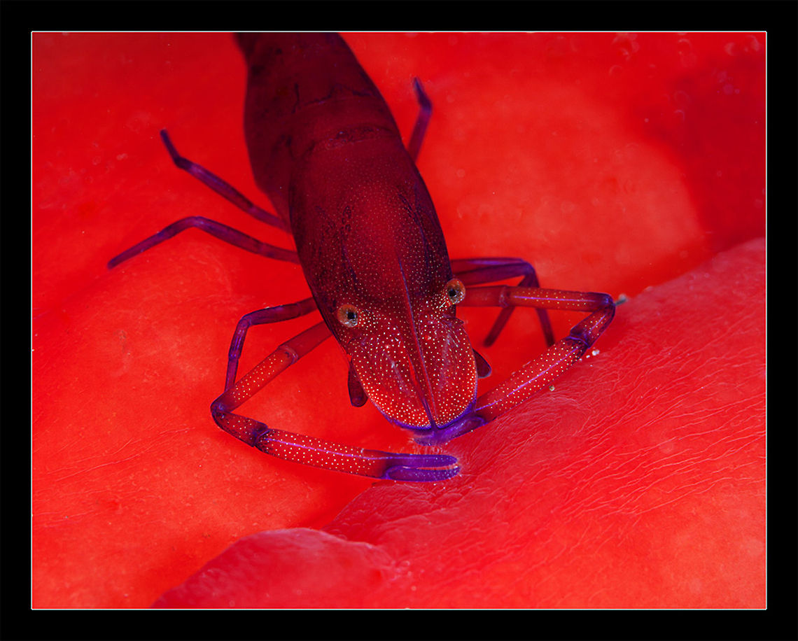 RED imperator shrimp on spanish dancer<br />
Red sea. Night dive Egypt,Periclimenes imperator,Red sea,color,macro,nudi,red,shrimp,spanish dancer,underwater