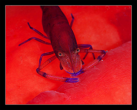 RED imperator shrimp on spanish dancer
Red sea. Night dive Egypt,Periclimenes imperator,Red sea,color,macro,nudi,red,shrimp,spanish dancer,underwater