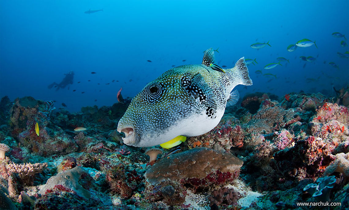 Reef life One of Maldivian tilla<br />
south Ari atoll Arothron hispidus,White-spotted puffer,maldives,sea,tetradont,undewater