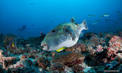Reef life One of Maldivian tilla
south Ari atoll Arothron hispidus,White-spotted puffer,maldives,sea,tetradont,undewater