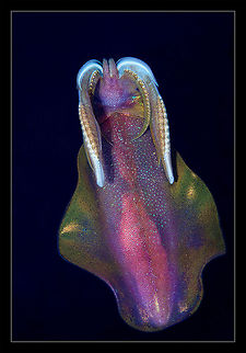Shared swimming reef squid Bigfin reef squid,Sepioteuthis lessoniana,back,night,reef,squid