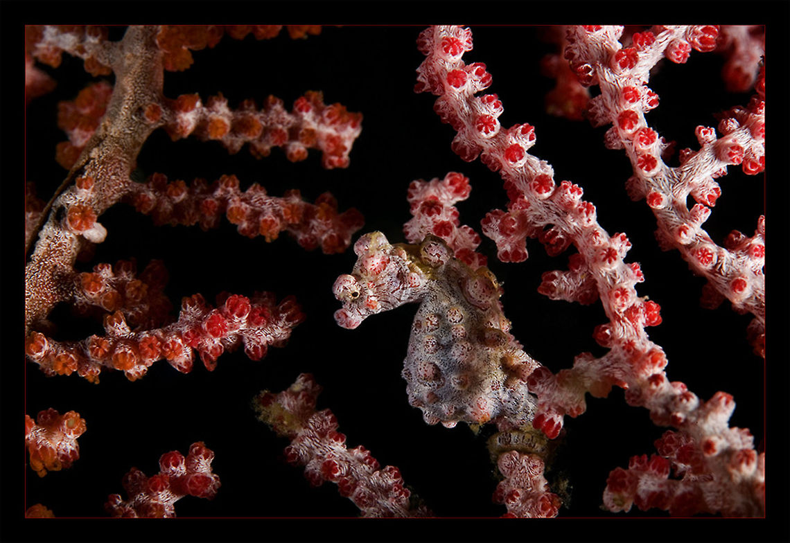 Task for Lefty Indonesia. Lembeh. night dive Hippocampus bargibanti,Indonesia,Pygmy,Pygmy seahorse,Seahorse,coral,macro,red,underwater