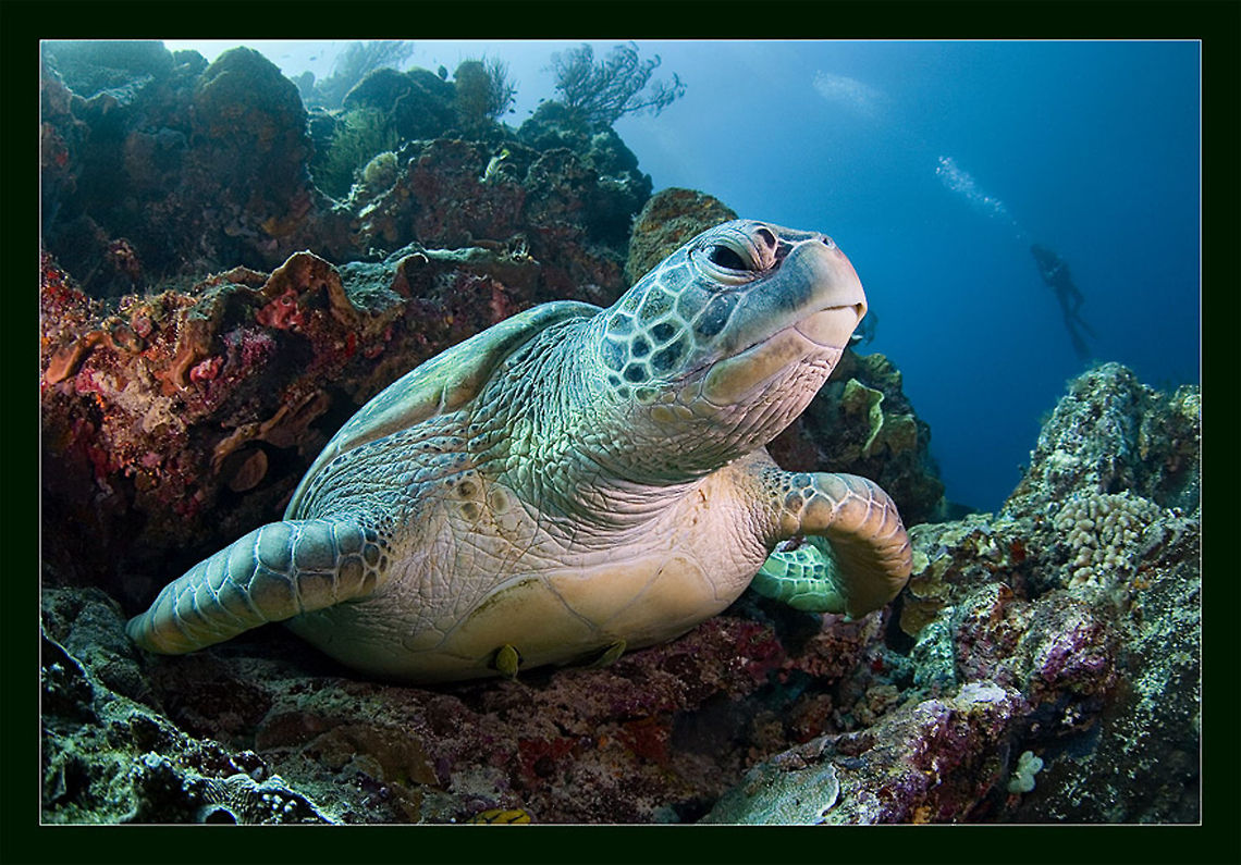 Diver? Giant turtle of Bunaken Bunaken,Chelonia mydas,Green sea turtle,Indonesia,coral,giant,sea,turtle