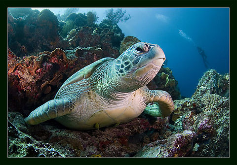 Diver? Giant turtle of Bunaken Bunaken,Chelonia mydas,Green sea turtle,Indonesia,coral,giant,sea,turtle