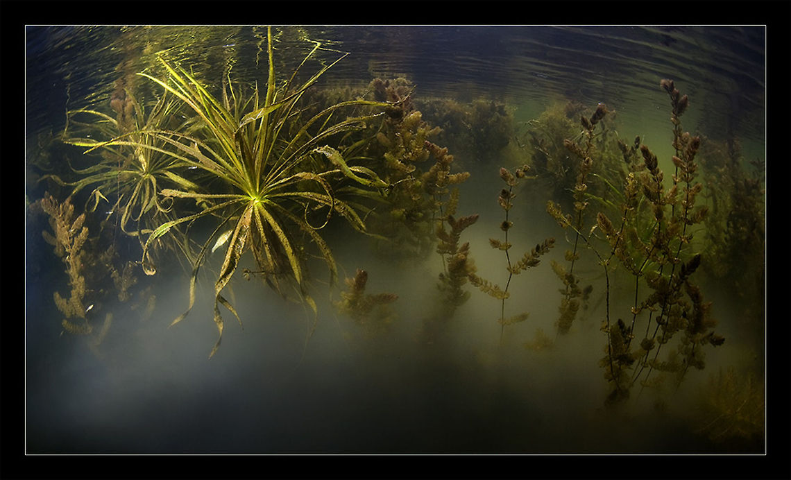 Magic forest Small lake near Moscow Moscow,Russia,fog,grass,green,sweet water