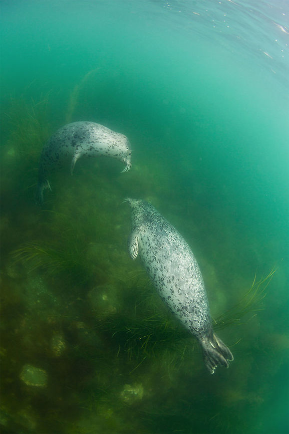 Greeting Russia. Far east.<br />
Pair of seal. Harbor (common) seal,Okhotsk sea,Pair,Phoca vitulina,Russia,seal,underwater