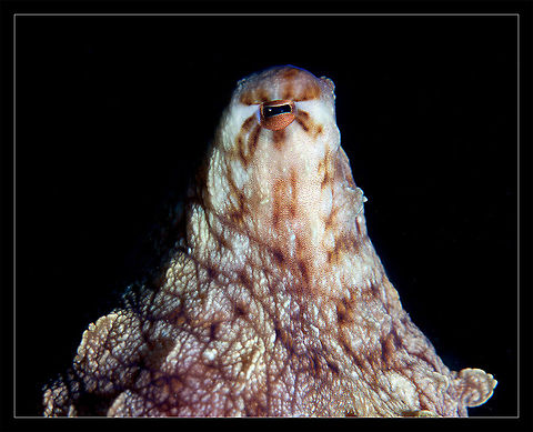 Beholder Octopus eye. Red Sea. Dahab Big Blue Octopus,Octopus cyanea,eye,night,octopus,red sea,underwater