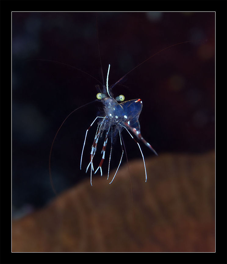 Cosmo Tiny shrimp. Night dive, Red sea. macro,night,red sea,shrimp,underwater