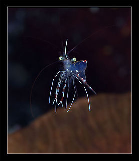 Cosmo Tiny shrimp. Night dive, Red sea. macro,night,red sea,shrimp,underwater