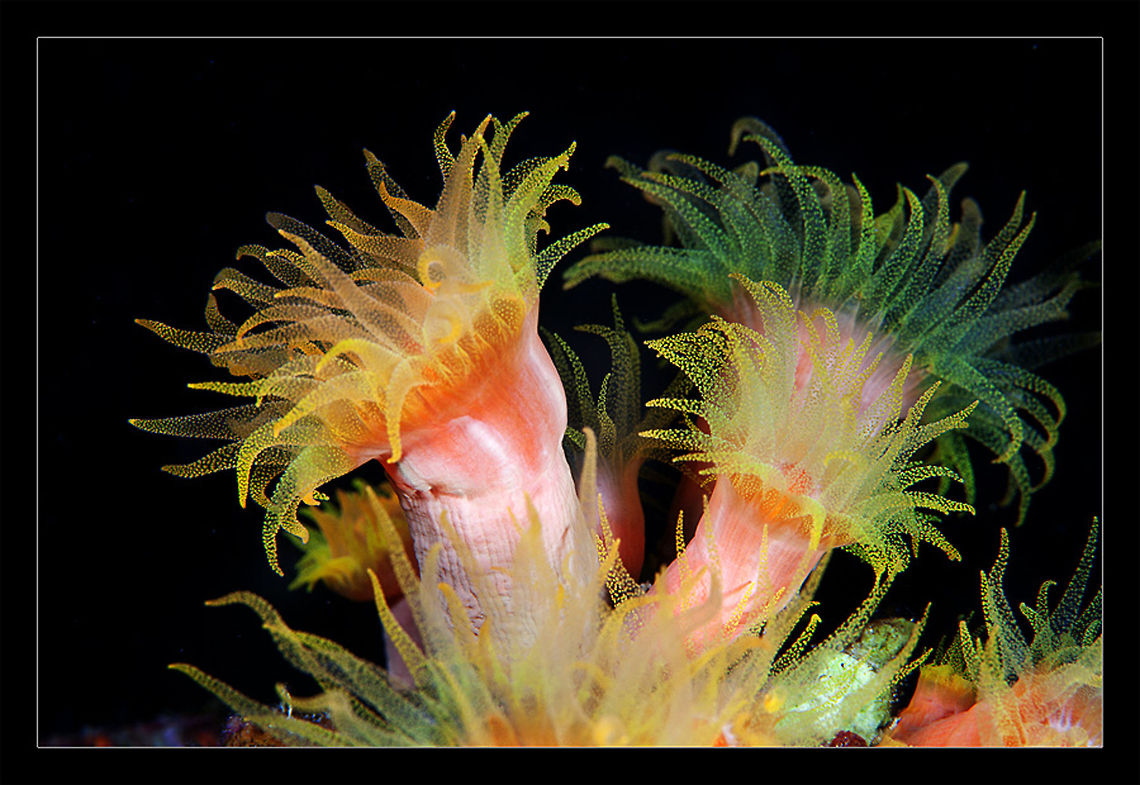 wild flower Philippines. night dive actinia,flower,night,philippines,underwater